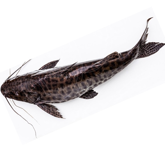 PEIXE PINTADO GRAN FISH