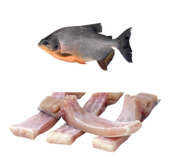 VENTRECHA S/ ESPINHO PEIXE TAMBATINGA CG