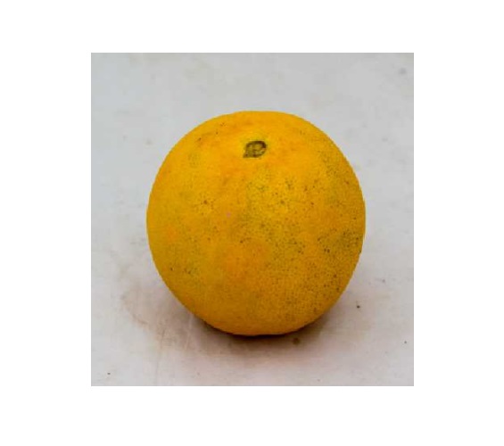 LARANJA BAHIA