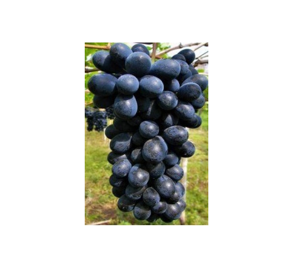 Uva Núbia Kg